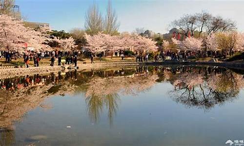 玉渊潭公园樱花节公园年票可以用_玉渊潭公园樱花节年票能用吗