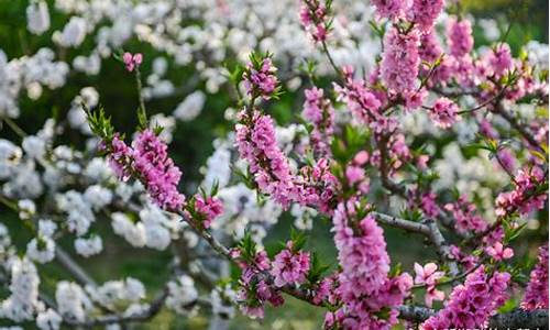 济南百花公园碧桃花开放时间_济南百花公园碧桃花开放时间表